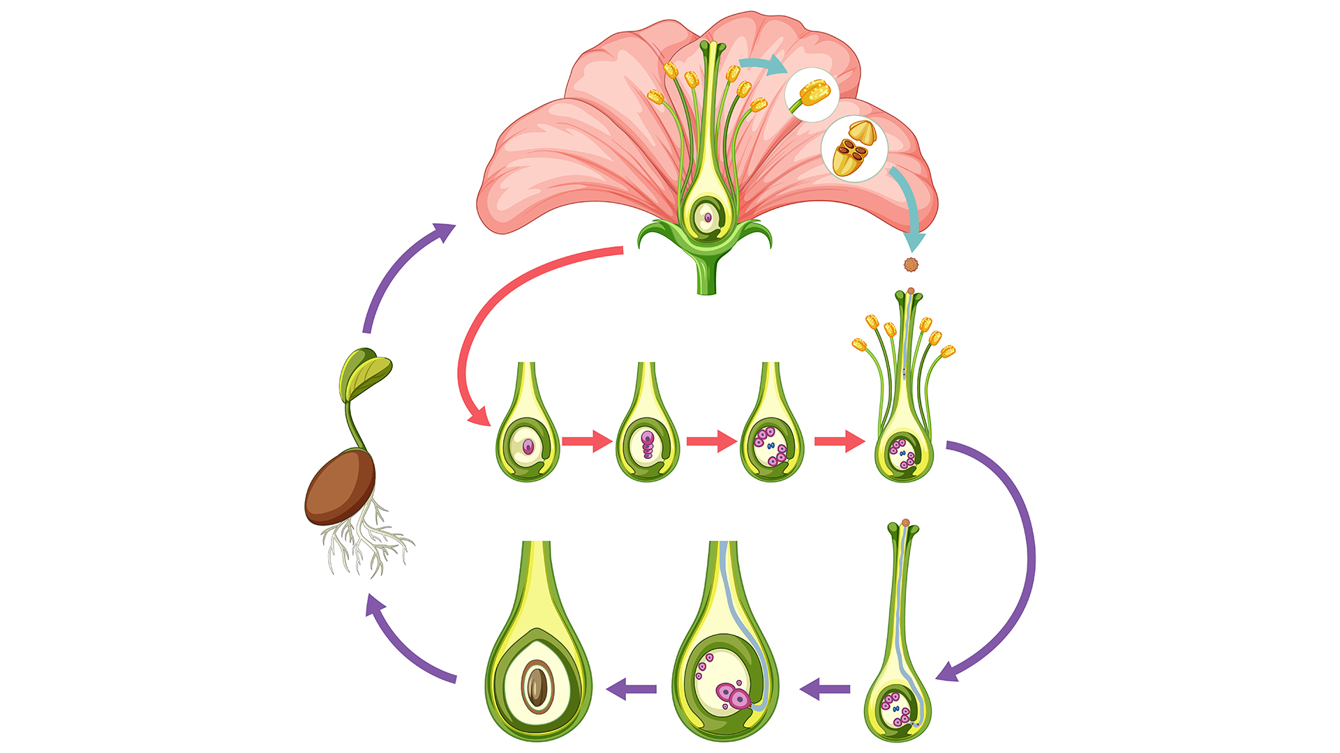 نکات کنکوری فصل 8 زیست یازدهم, فصل 8 زیست یازدهم, فصل هشتم زیست یازدهم