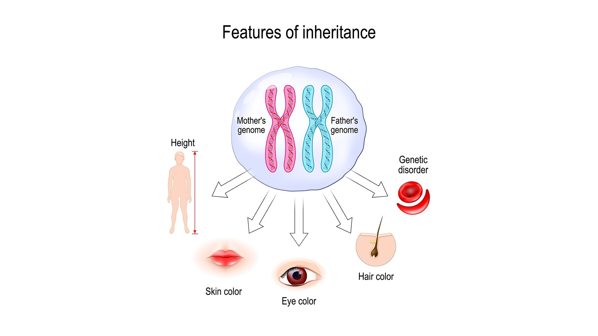 نکات کنکوری فصل سوم زیست دوازدهم, فصل 3 زیست دوازدهم, فصل سوم زیست دوازدهم