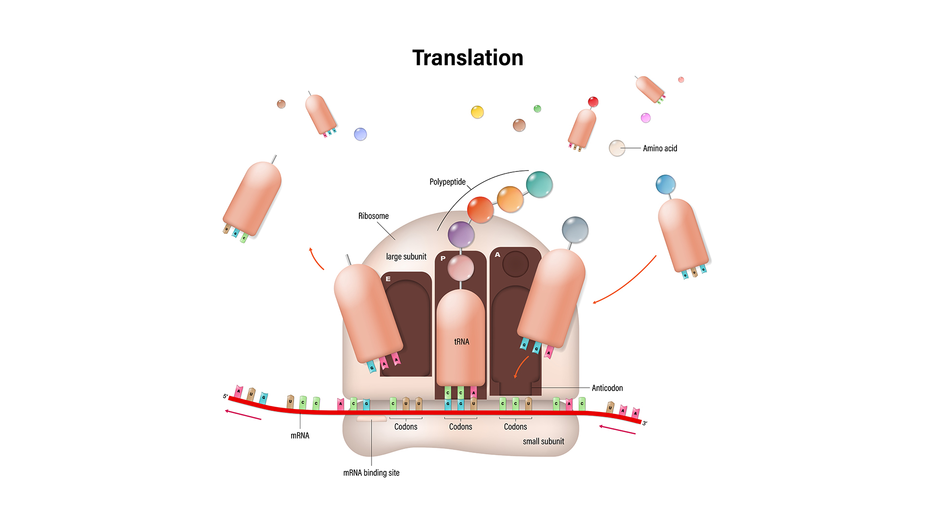 نکات کنکوری فصل 2 زیست دوازدهم, فصل 2 زیست دوازدهم, فصل دوم زیست دوازدهم
